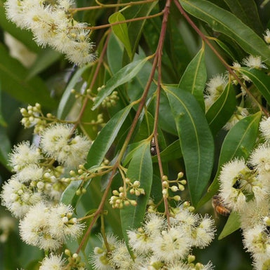 Weeping Lilly Pilly
