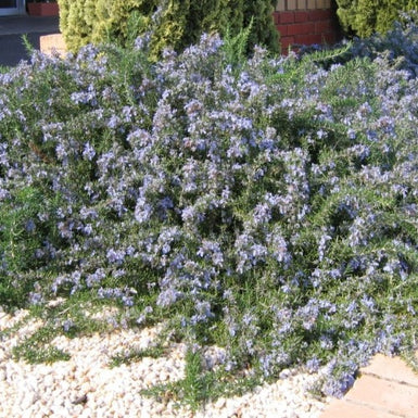 Prostrate Rosemary