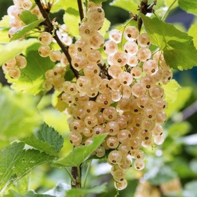 White Currant