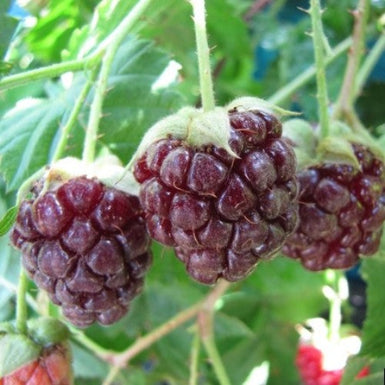 Youngberry
