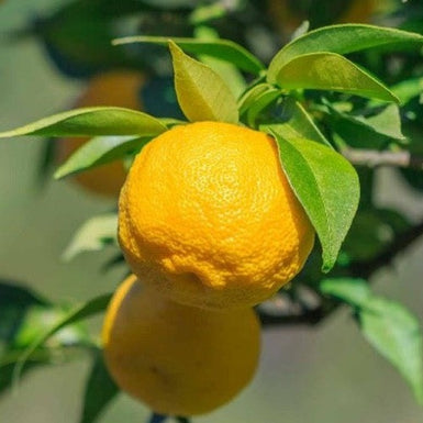 Yuzu