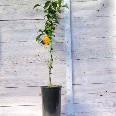 Yuzu