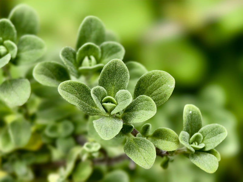 Oregano Za'atar