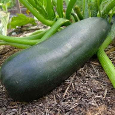 Zucchini Blackjack
