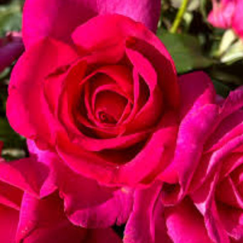 Rose Amazing Mum