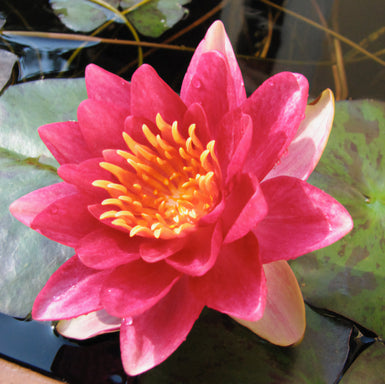 Water Lily Pink