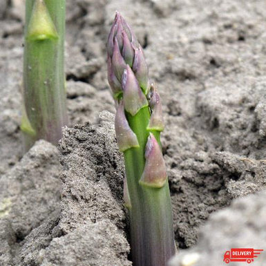 Asparagus Purple Tipped Argenteuil Single Delivered