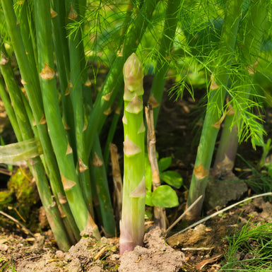Asparagus UC157 3 pack Delivered
