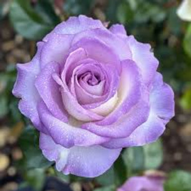 Rose Blue Moon Delivered (Tasmania Only)