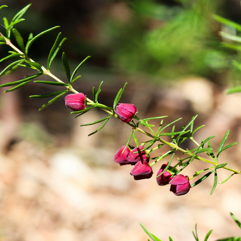 Boronia heterophylla