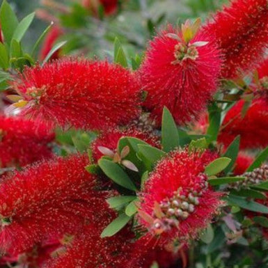 Callistemon Endeavour
