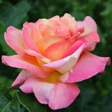 Rose Chicago Peace Delivered (Tasmania Only)