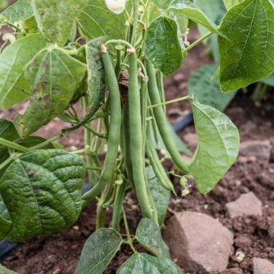 Bush beans