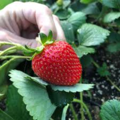 Strawberry Toscana