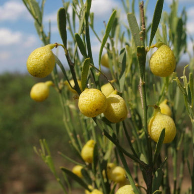 Desert Lime Finger Lime Dwarf