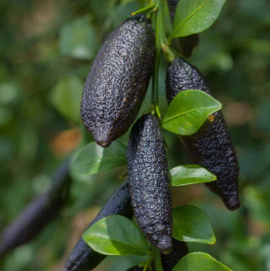 Finger Lime Alstonville