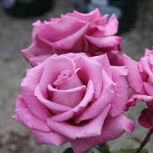 Rose Fragrant Plum Delivered (Tasmania Only)