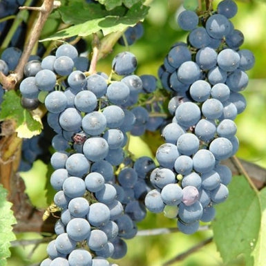 Grape Cascade