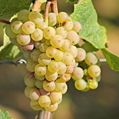 Grape Centennial