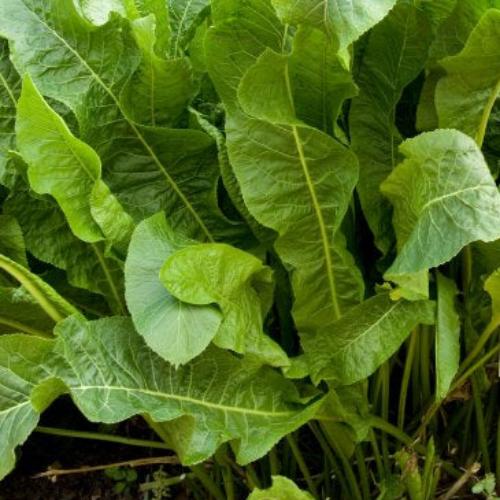 Horseradish *Available Mid November*