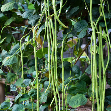 Snake Beans