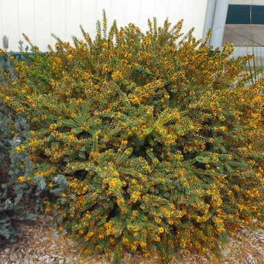 Egg and Bacon Plant