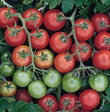 Tomato Tommy Toe