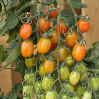 Tomato Health Kick