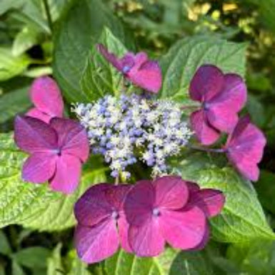 Hydrangea Pink Lacecap Delivered (Tasmania Only)