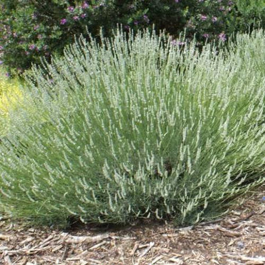 Lavender Blanche