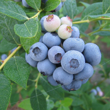 Blueberry Legacy