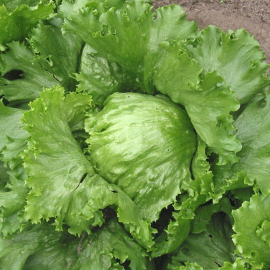 Lettuce Summer Iceberg