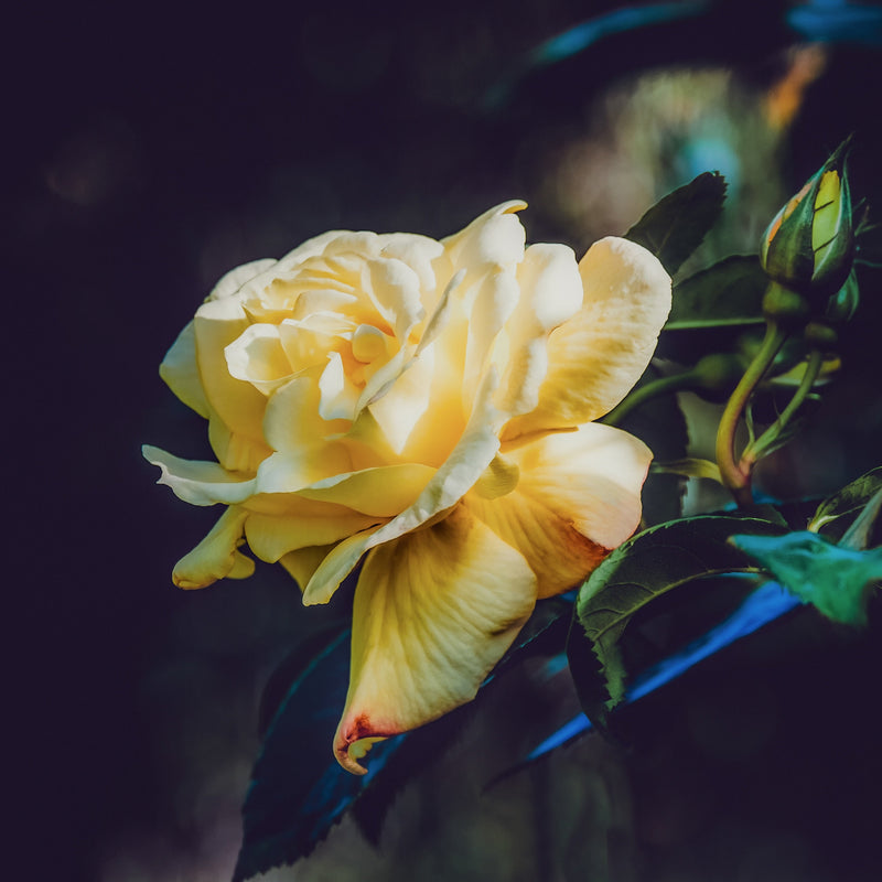Rose Little Ray of Sunshine *Available Mid October*