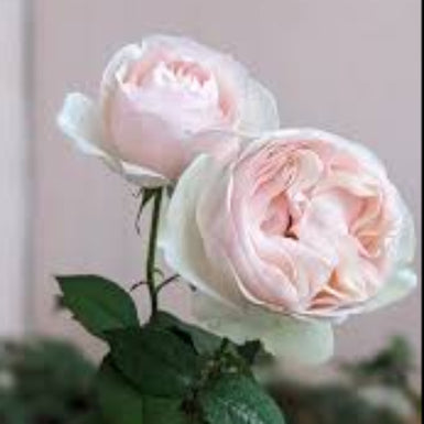 Rose Mona Lisa Delivered (Tasmania Only)