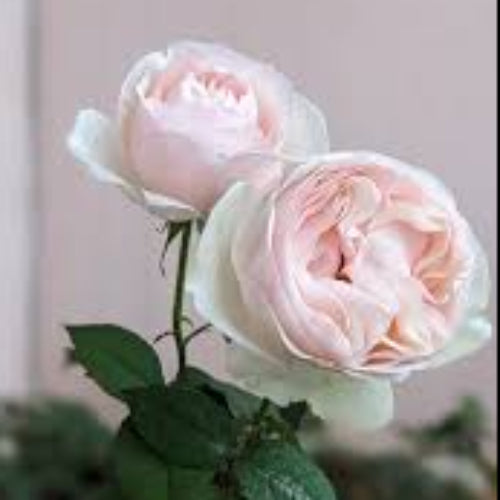 Rose Mona Lisa Delivered (Tasmania Only)