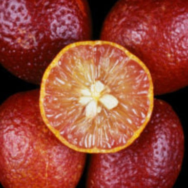Native Lime Red Centre Dwarf