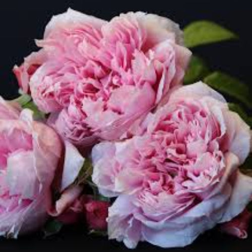 Per-Fyoom Perfume Standard