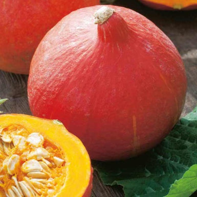 Pumpkin Kuri Red