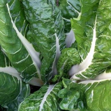 Silverbeet Success