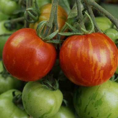 Tomato Tigerella