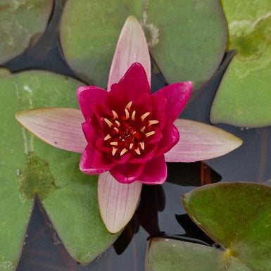 Water Lily Red