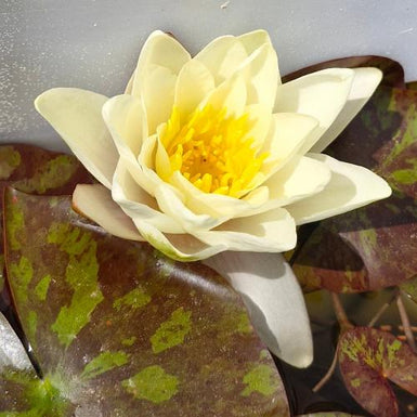 Water Lily Yellow